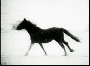 Horse in the Snow 2007 (C.King)